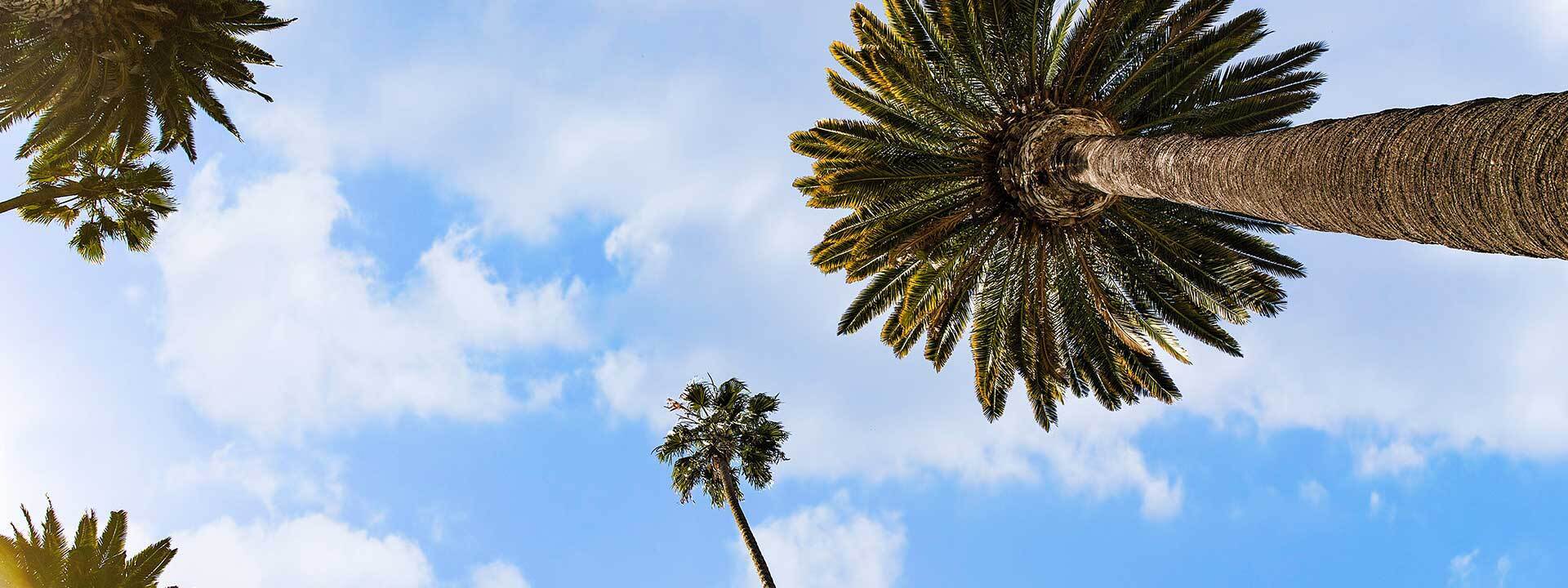 Looking up at blue sky beneath a few palm trees
