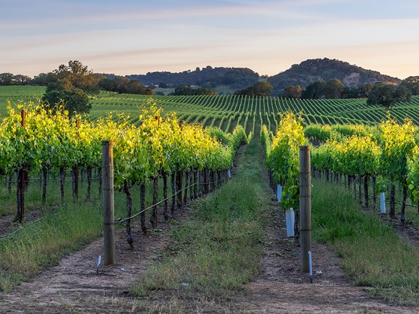 Vineyard in California with rows of green vines at dusk