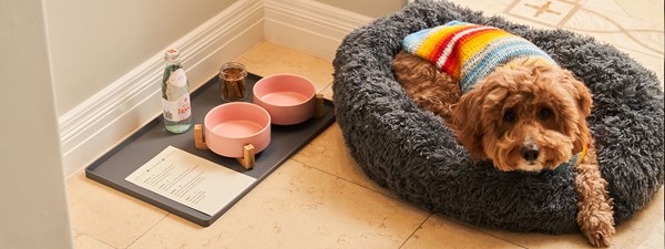 Fluffy small dog dressed in jumper in dog bed with special amenities