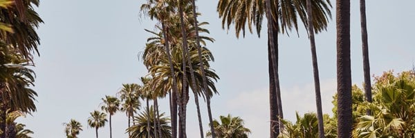 palm trees and sky