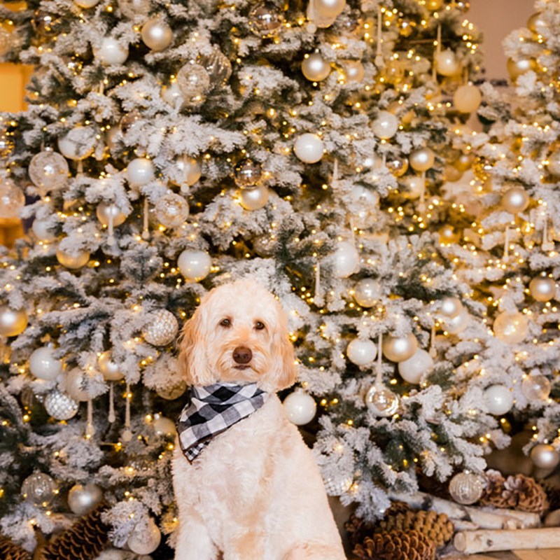A fluffy golden dog wearing a checkered scarf, sitting in front of snow-covered Christmas trees adorned with white and silver ornaments and glowing fairy lights.